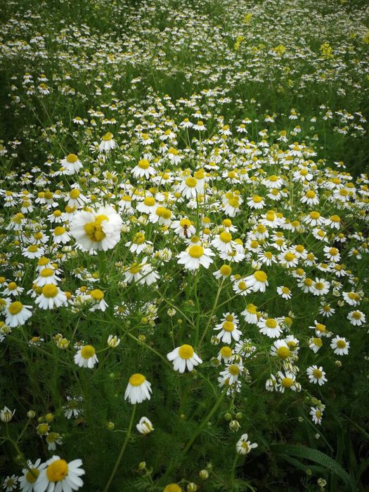 Семена лайка