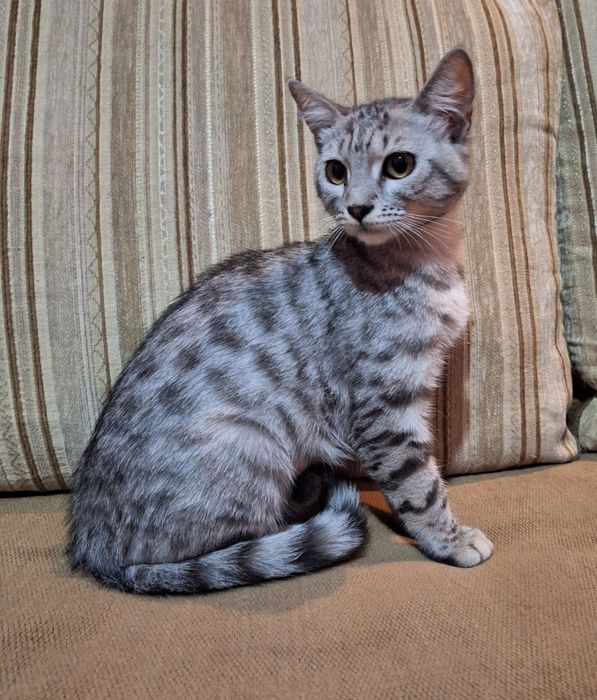 Подари Женевьеве семью