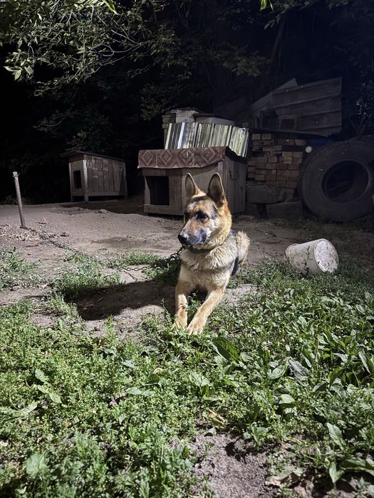 Немецкая овчарка девочка