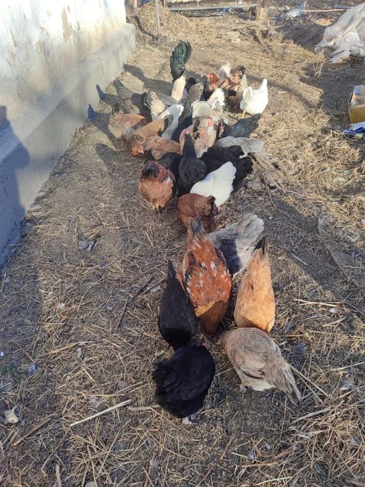 Продам кур несушек молодые