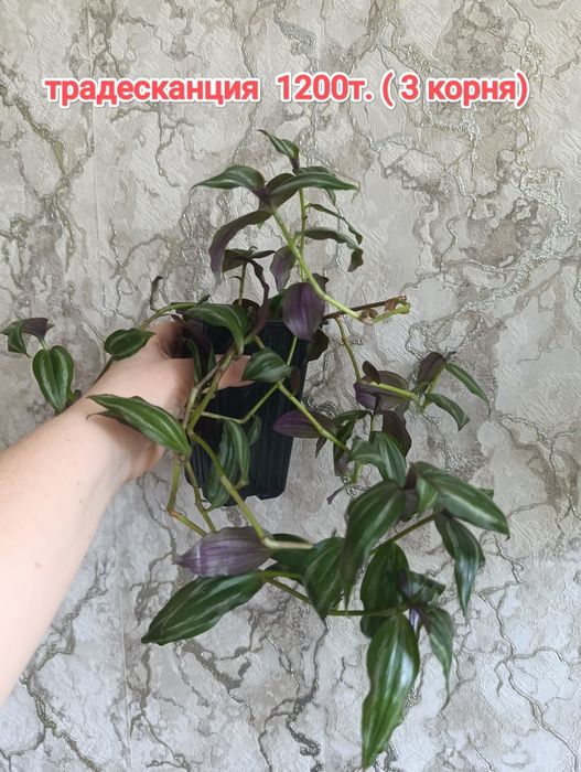 Комнатные растения кжби