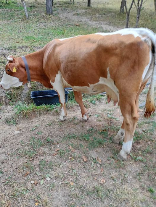 De vânzare vaca cuminte de 6 ani