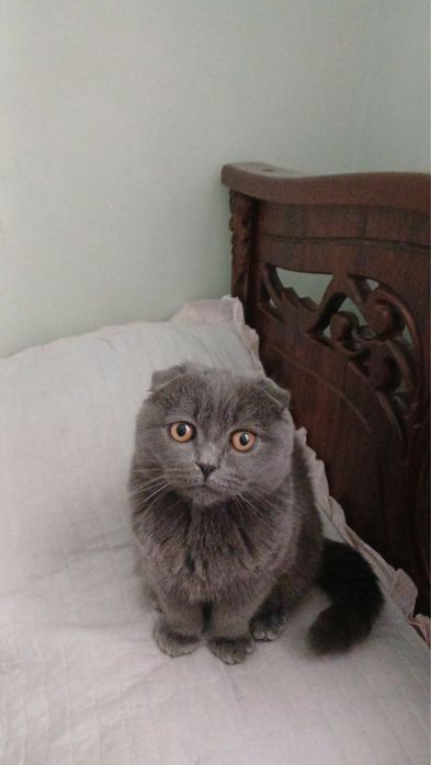 Shatlaniskiy vislouxa