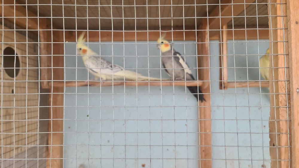 Karella papugayi sotiladi 6ta