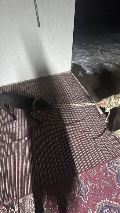 продам питбул 6 мес