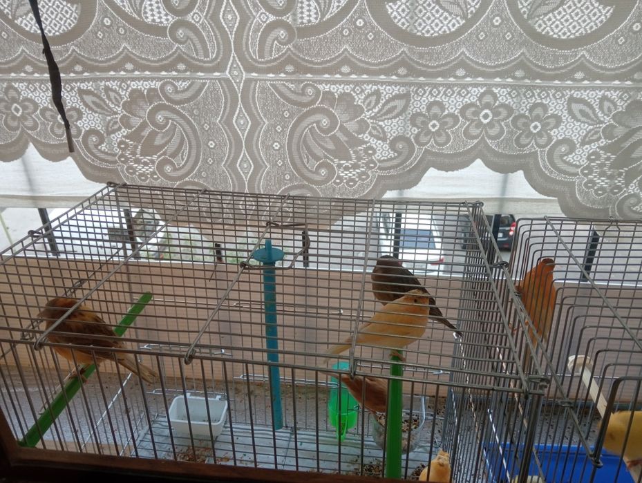 Канарейки и жёлтые птицы