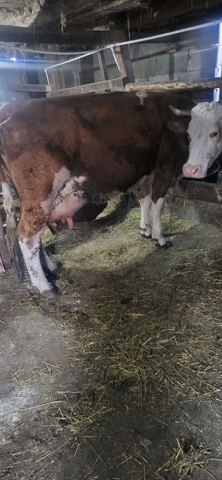 Vand vaci de lapte forte bune 6 si 7 ani vacile sunt  forte cumit ubla