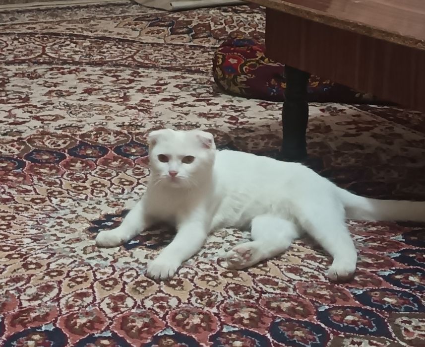 Xitoylik ayol juda kop boladi, uning mushukidan sperma oqib chiqadi.