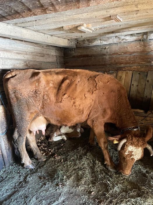 Vând vacă cu vițel