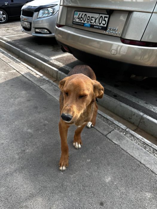 Щенок 5-6 месяцев