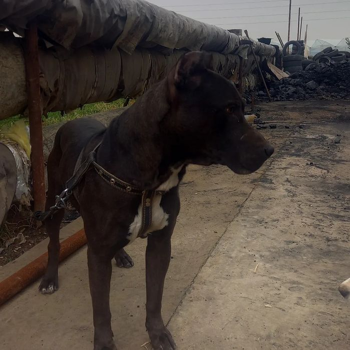 Питбул сотилади човчщслвш