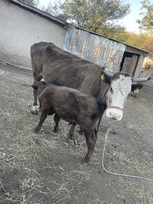 Vaca de vanzare