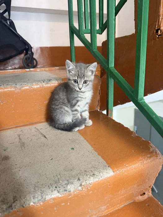 Котенок ищет дом