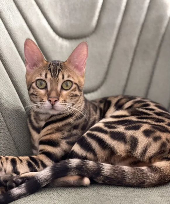 Шикарные бенгальские котятата