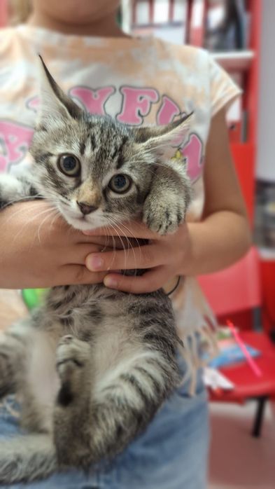Adopție pui pisoi două luni