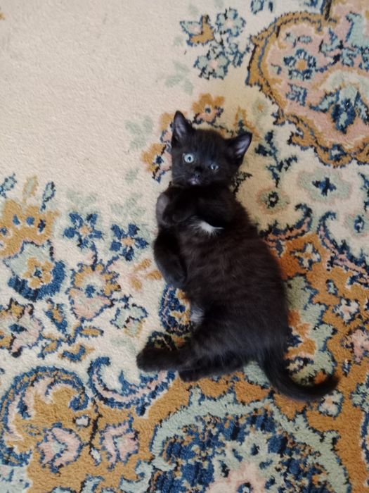 Котята крысоловы