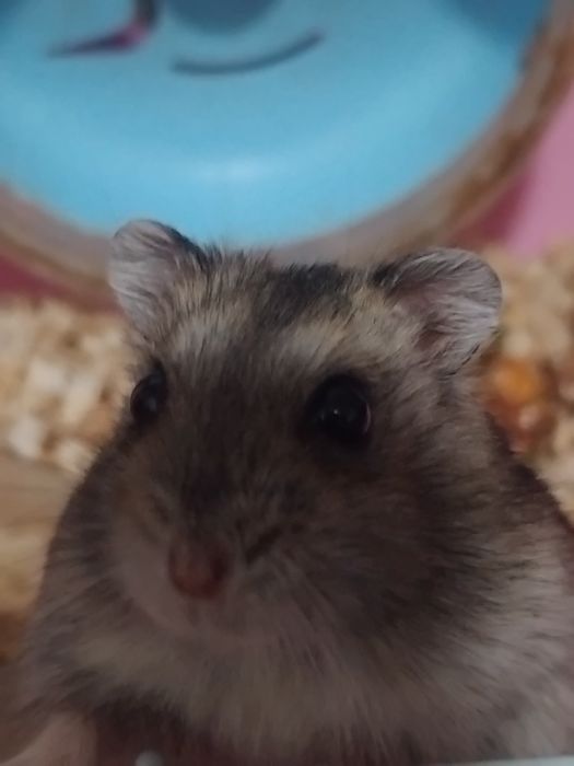 хомяк джунгарский