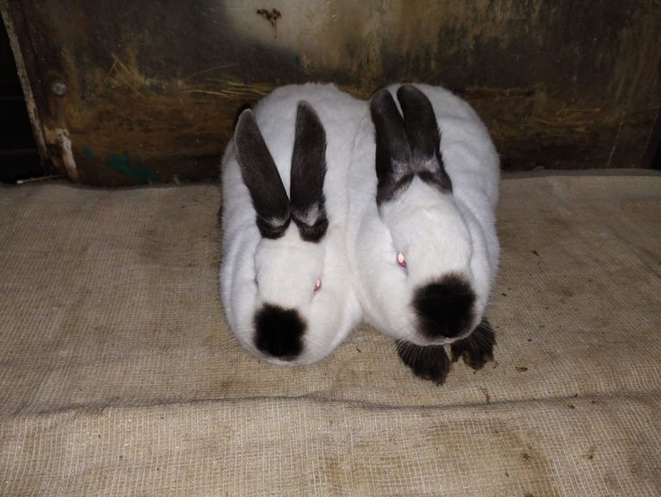 Vând iepuri californian