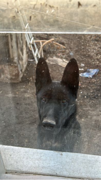 Собака для дома ВЕО