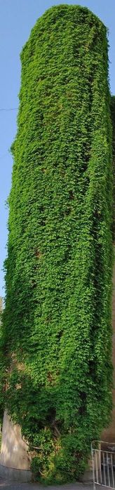 Pulyush gullari sotiladi