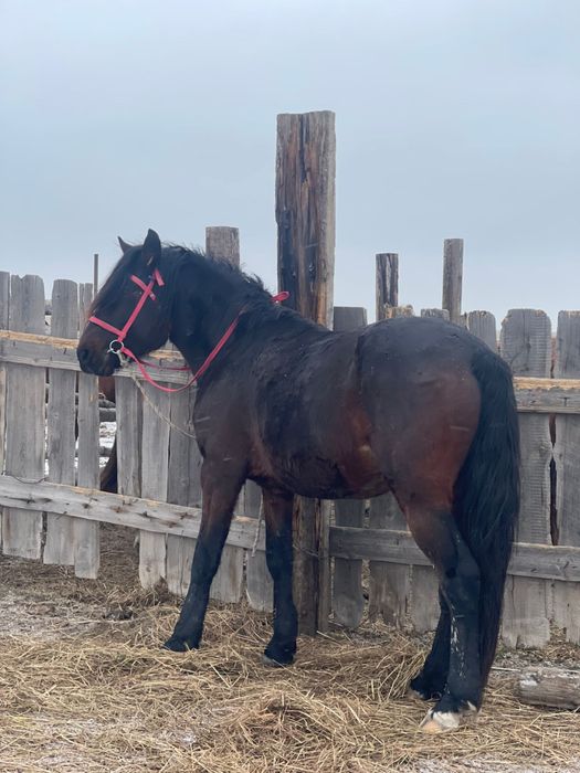 5 жасар айгыр сатылат