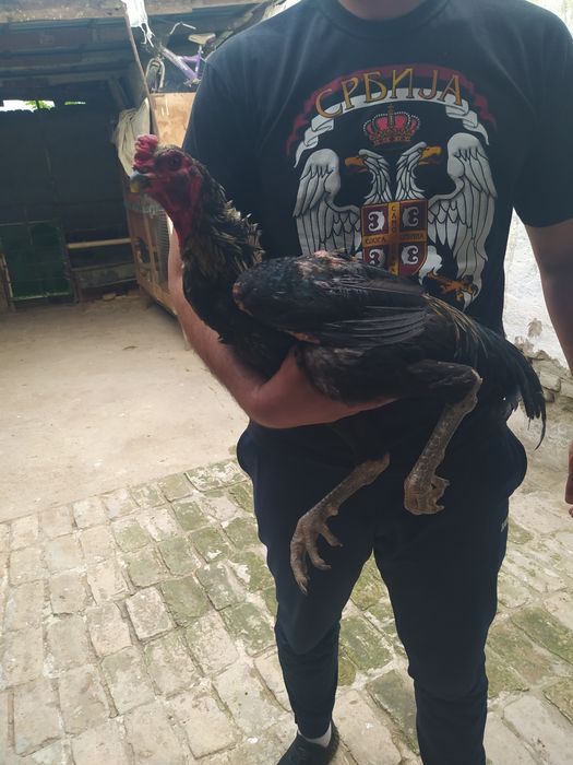 Ganoy xuroz sotiladi privaznoy