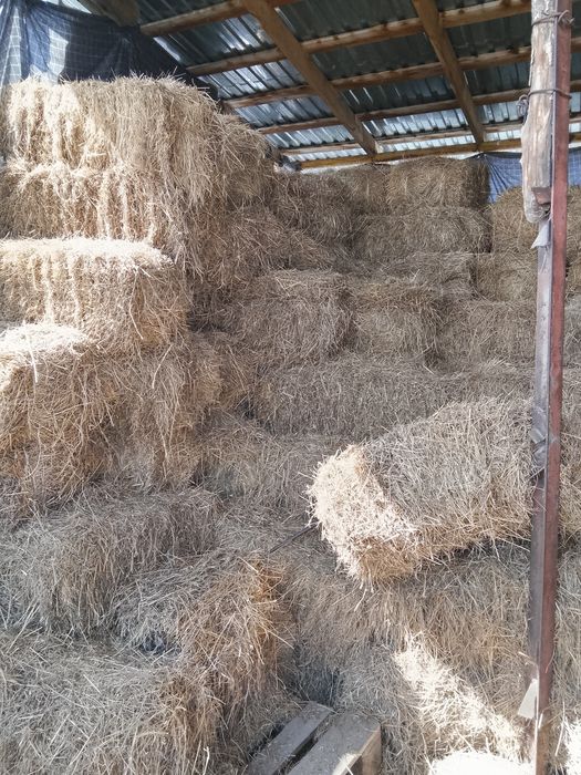 Сено дёшево в тюках