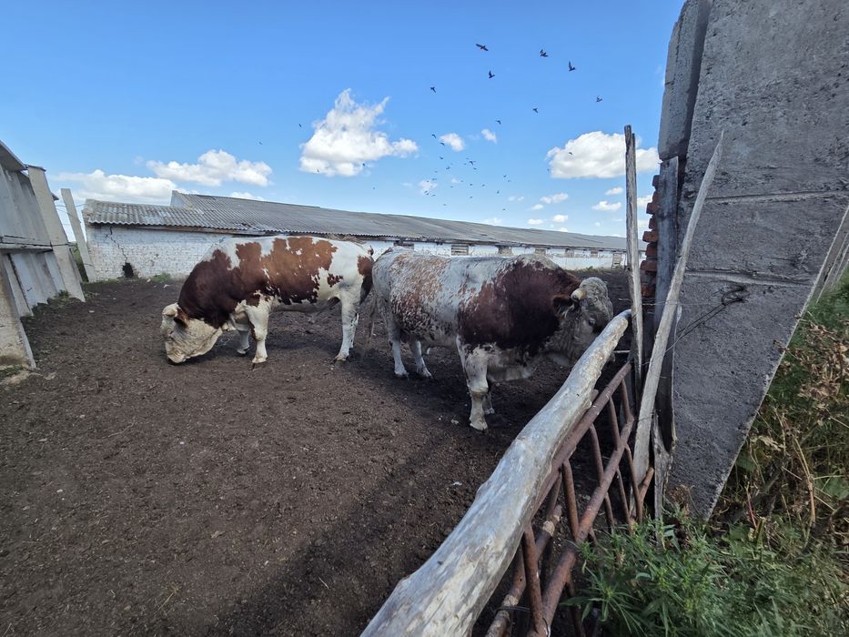 Продам быков симментальской породы