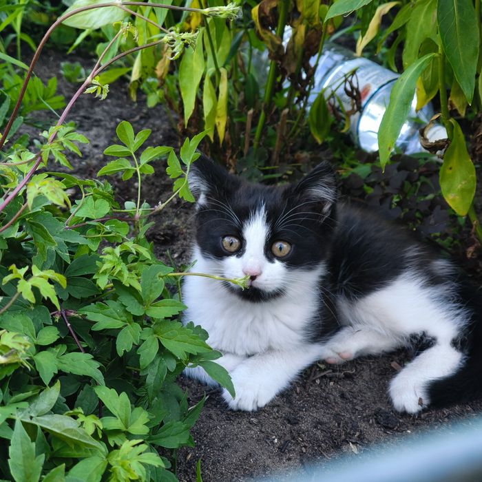 Котята, мягкие облачка счастья