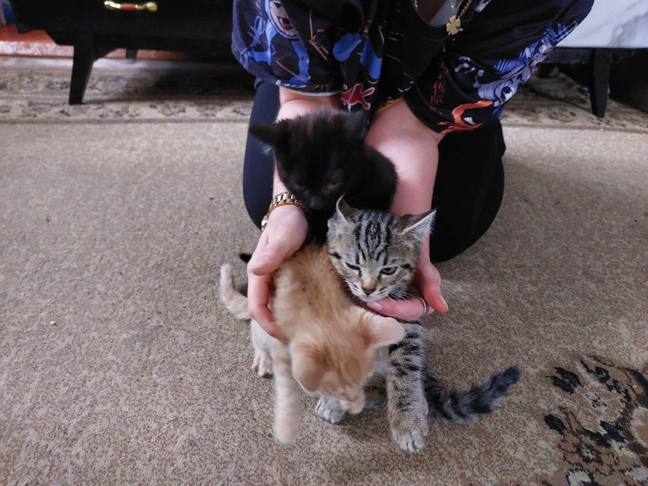 Отдам котят в добрые руки