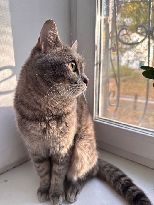 Отдам кота в хорошие руки