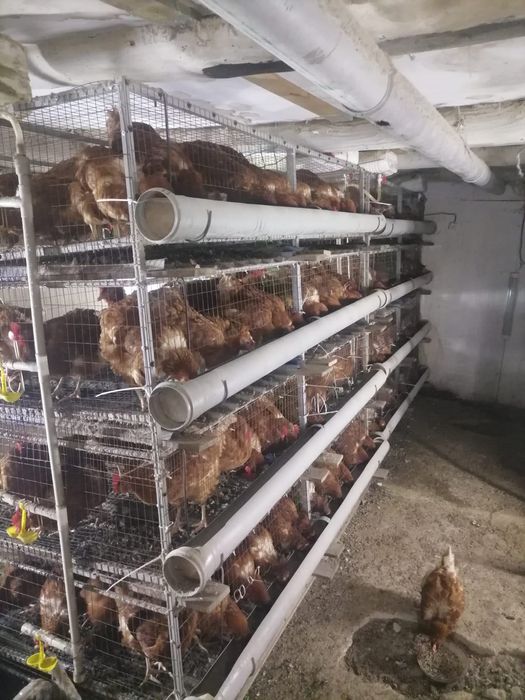 Продаю кур-несушек Ломан Браун