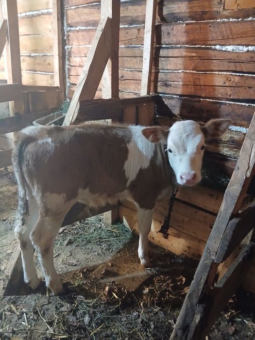 Se vând doi vitei de o luna si două săptămâni