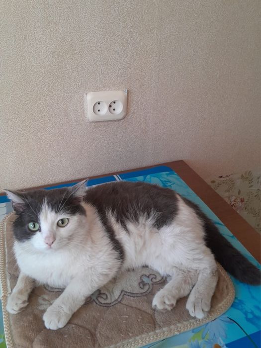 Отдам милых котеек