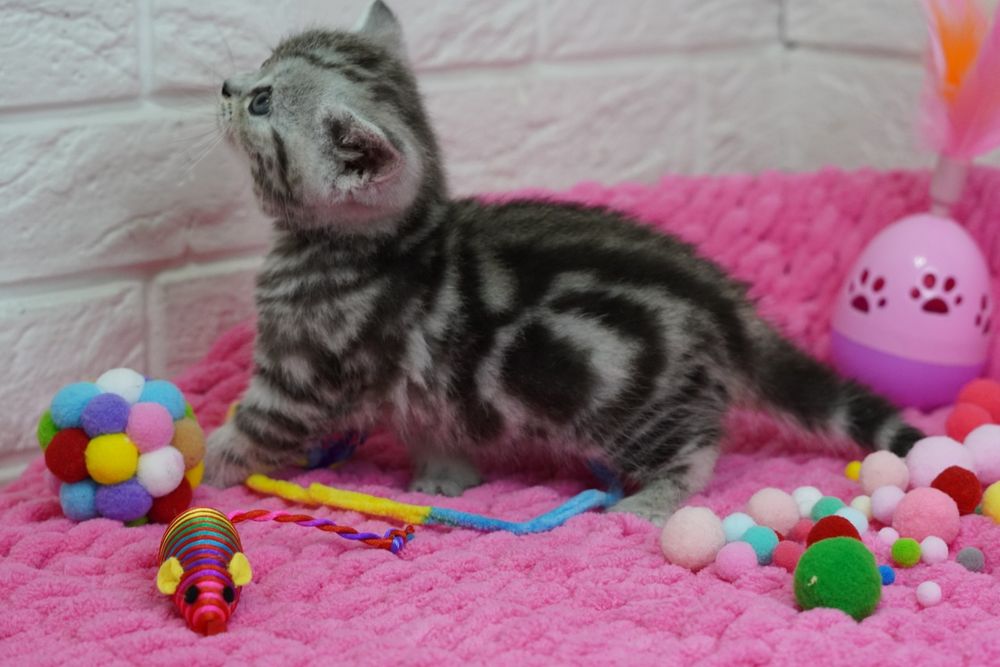 Шотландские  Котята'