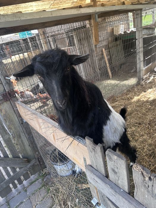 Vând pereche de capre tinere (1 an)