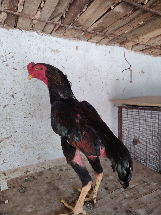 Бойцовский жұмытрка яйца