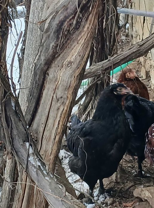 Vând 2 puicuțe marans negru-arămiu