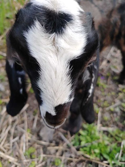 Козочки Нубийские