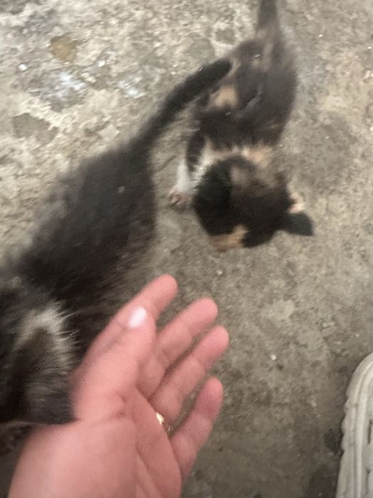 Отдам котят срочна на добрые люди