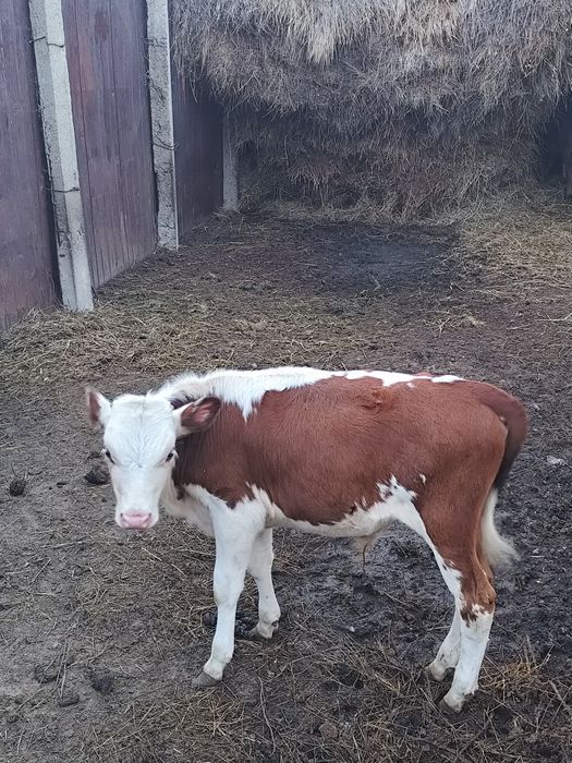 Теленок бычек,племенной