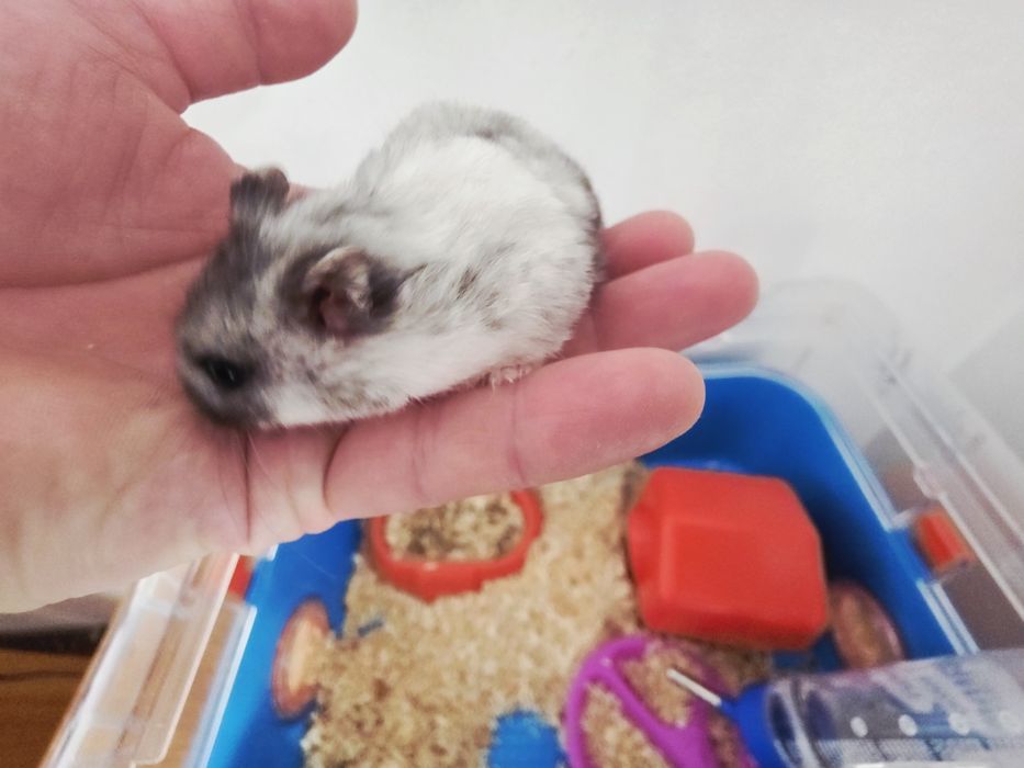 Hamster gri cu alb