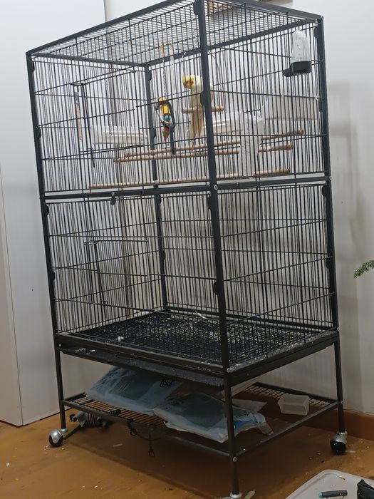 Papagal Nimfa cu colivie