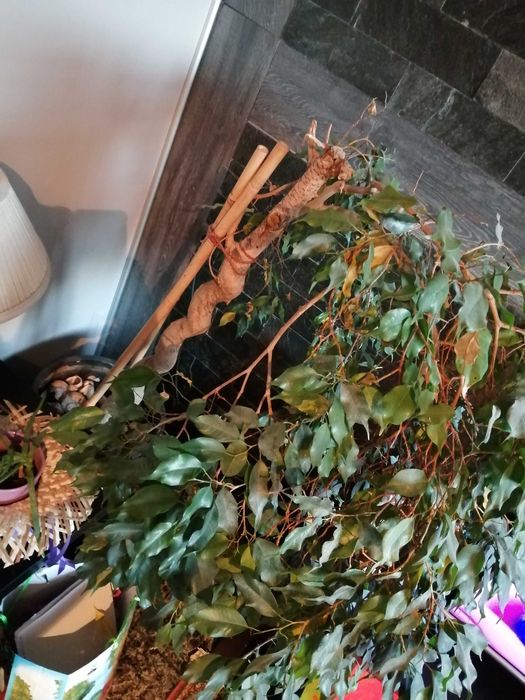 Продавам декоративен фикус бенджамин