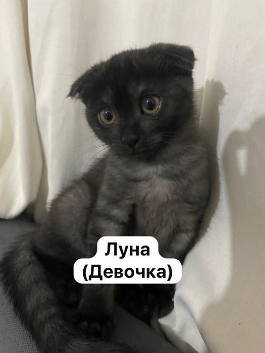 Котята ищут добрые руки