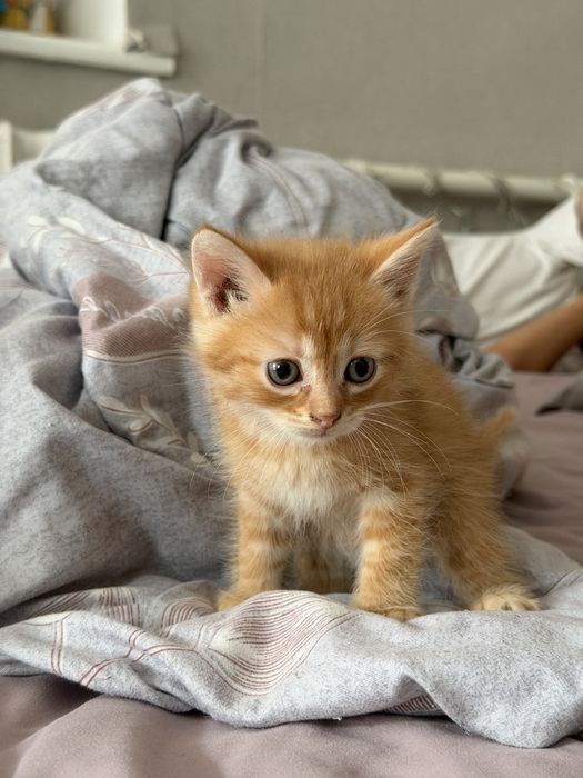 отдам котят в добрые руки