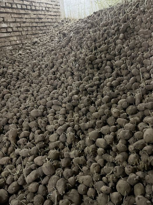 Vand cartofi pentru animale