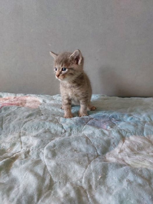 Отдам котят в добрые руки