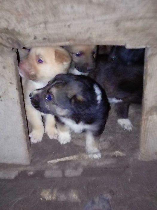 Отдам в добрые руки щенков