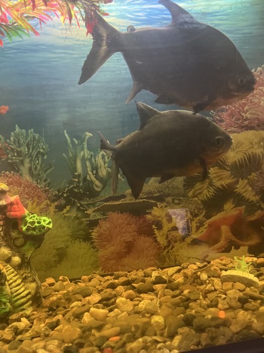 Akvarium baliqlari sotiladi